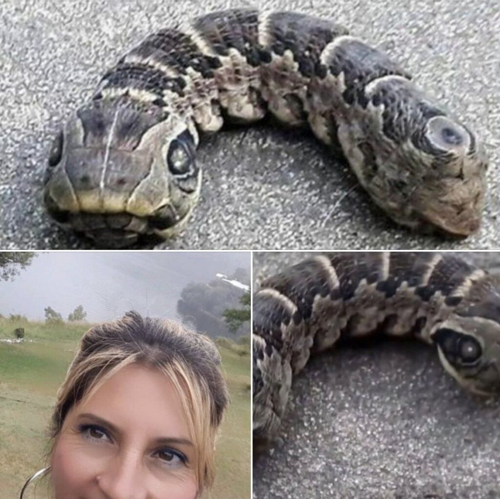 Woman discovers strange snake-like creature in her back garden!