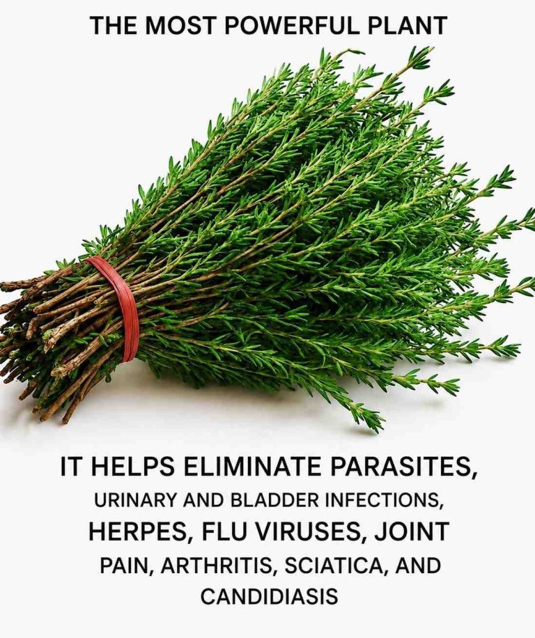 miracle plant